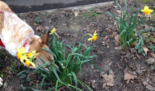 Daffodils